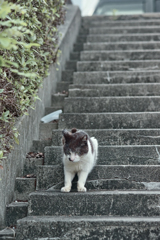野良にゃんこ
