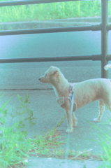 愛犬