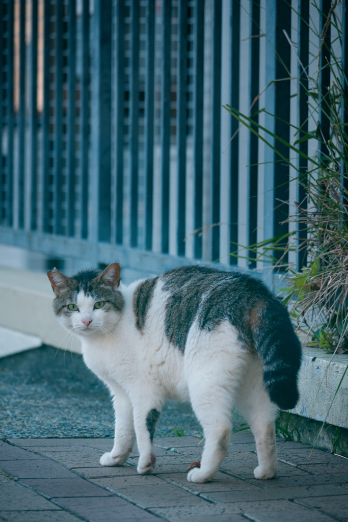 野良にゃんこ
