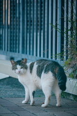 野良にゃんこ