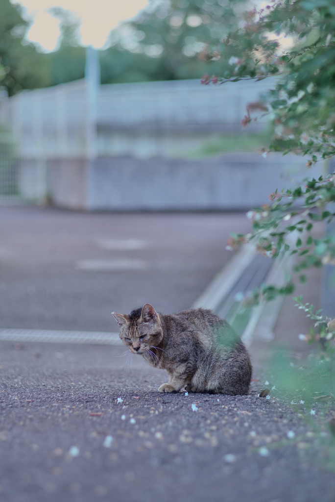 野良にゃんこ