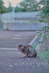 野良にゃんこ