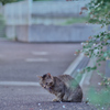 野良にゃんこ