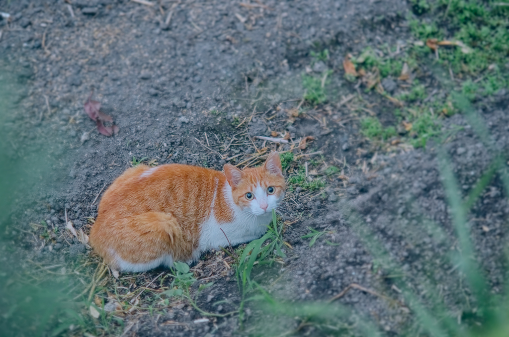 にゃんこ