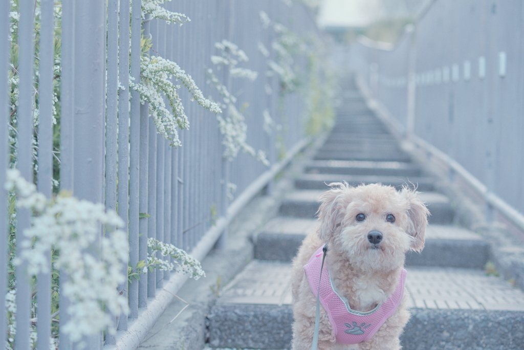 愛犬