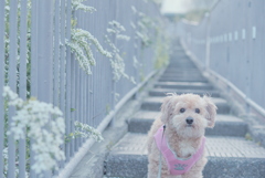 愛犬