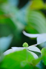 ヤマボウシ