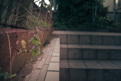 庭の草花