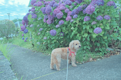 愛犬