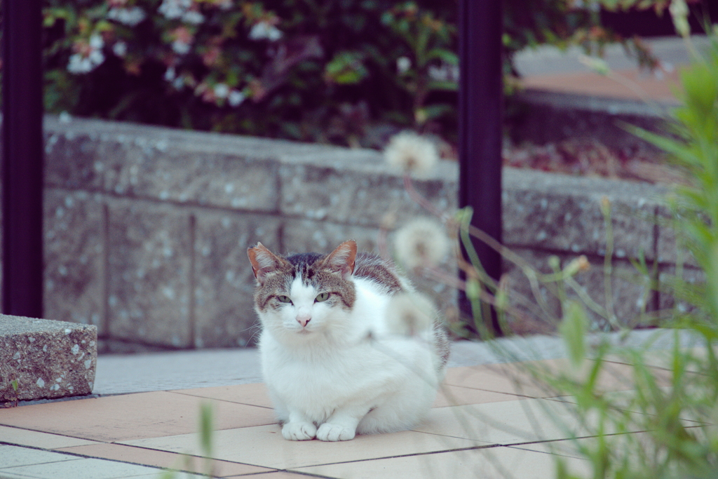 野良にゃんこ