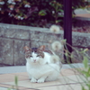 野良にゃんこ