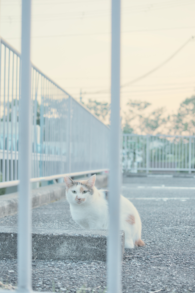 野良にゃんこ