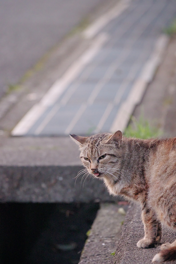 野良にゃんこ