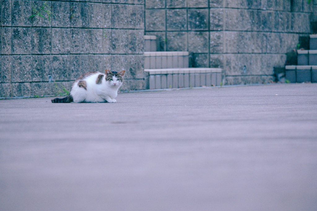 野良にゃんこ