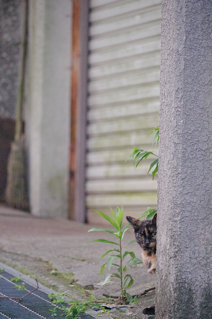 野良にゃんこ
