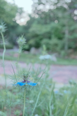 ニゲラ