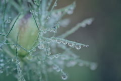 ニゲラに付いた雫