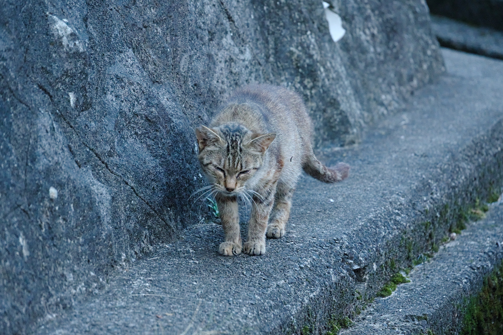 野良にゃんこ