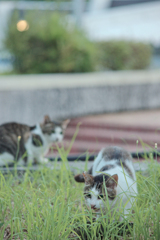 野良にゃんこ