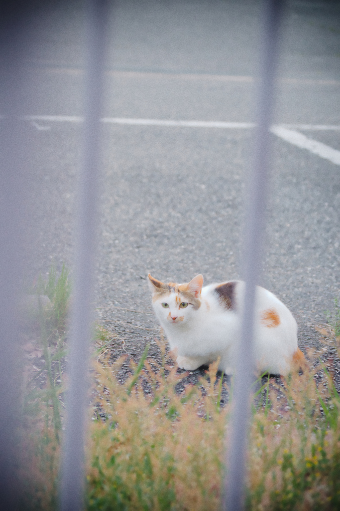 野良にゃんこ