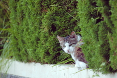野良にゃんこ