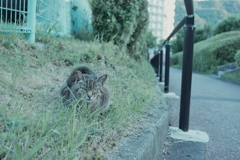 野良にゃんこ