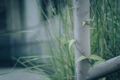 お散歩中の草花