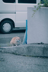 野良にゃんこ