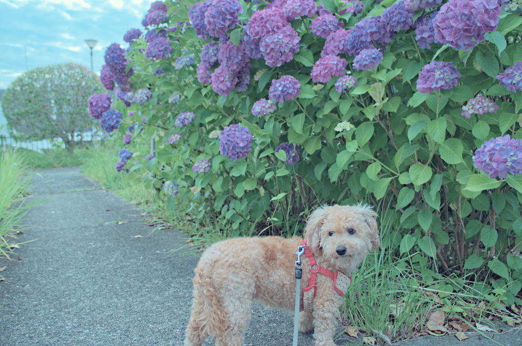 愛犬