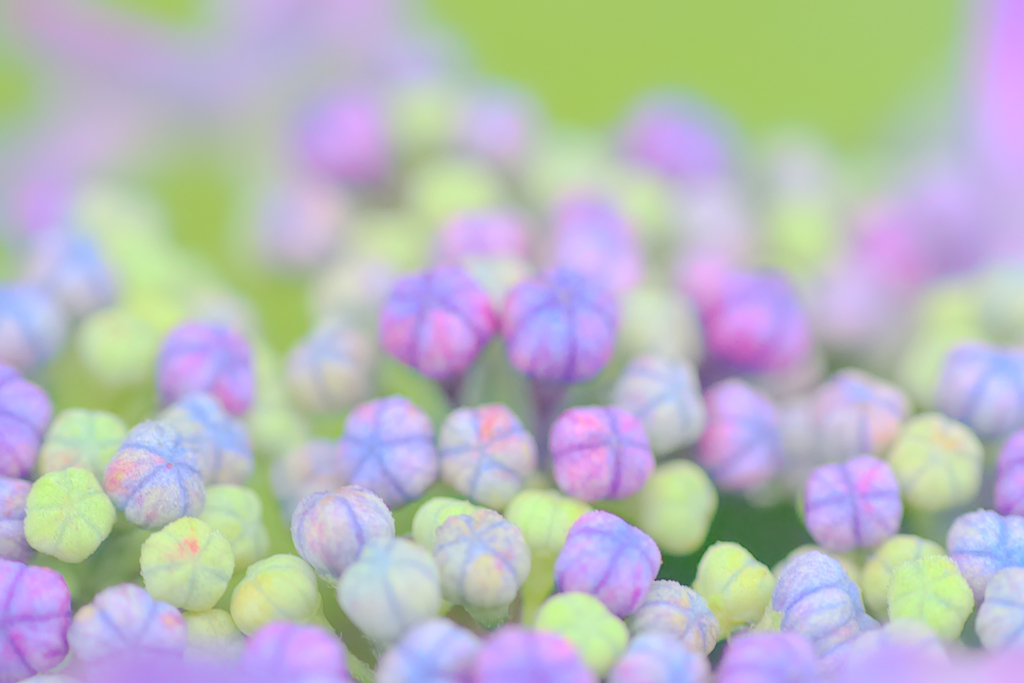 紫陽花