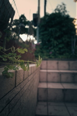 庭の草花
