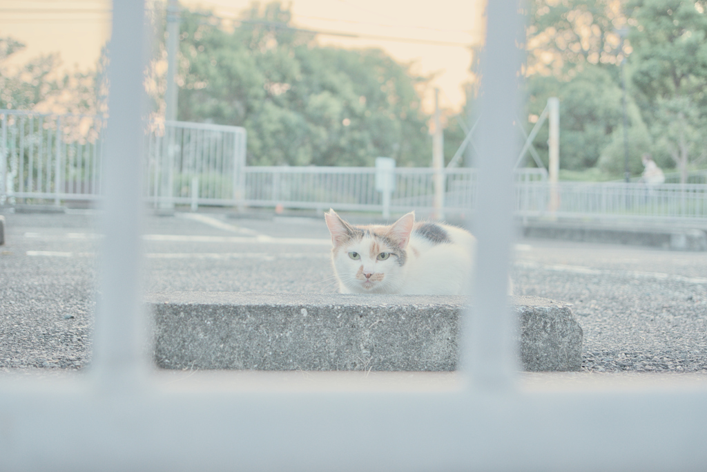野良にゃんこ