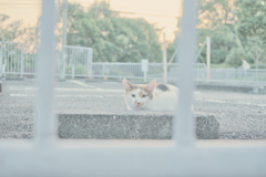 野良にゃんこ