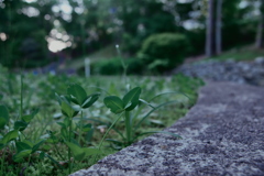 クローバー