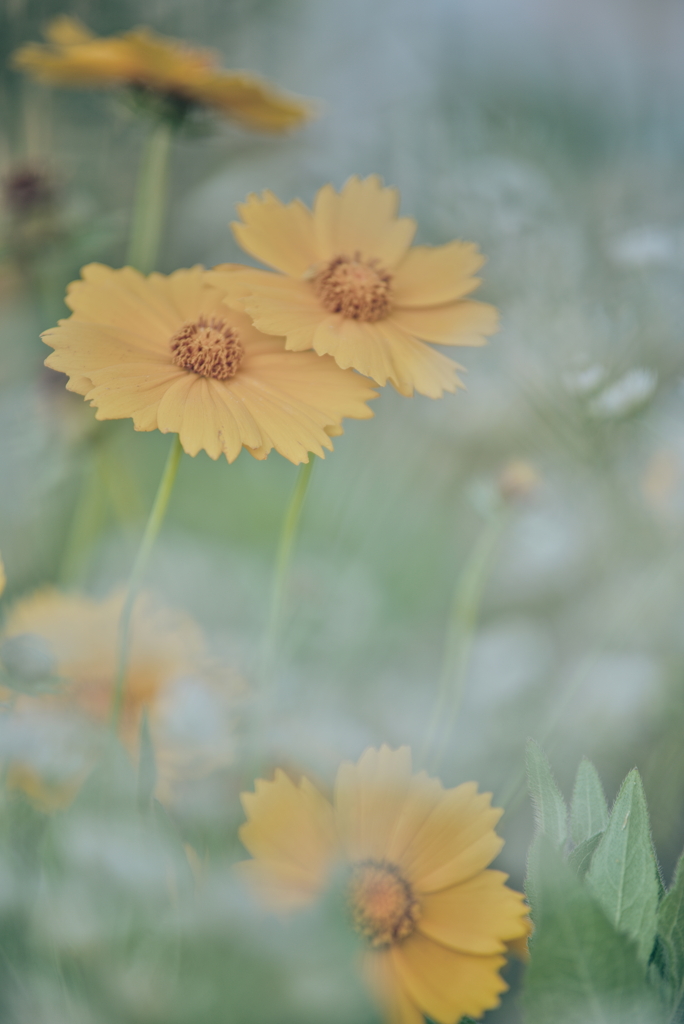 オオキンケイギク