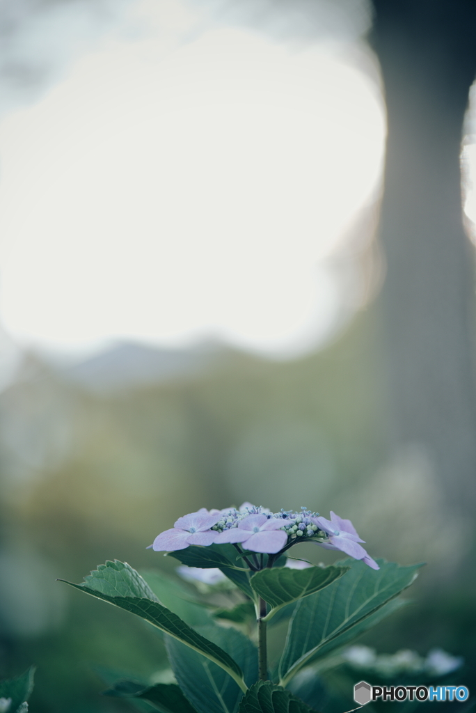 紫陽花