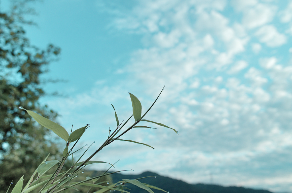 朝露と空