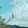 朝露と空