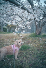 桜と愛犬