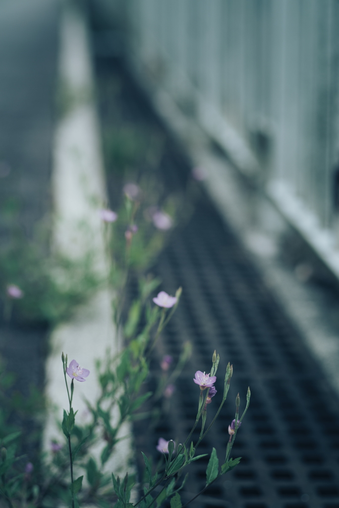 アカバナユウゲショウ