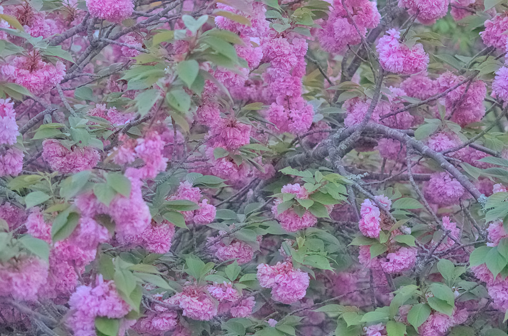 八重桜