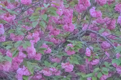 八重桜