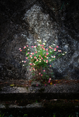 ゲンペイコギク