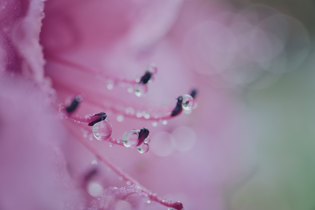 雨上がりのツツジ