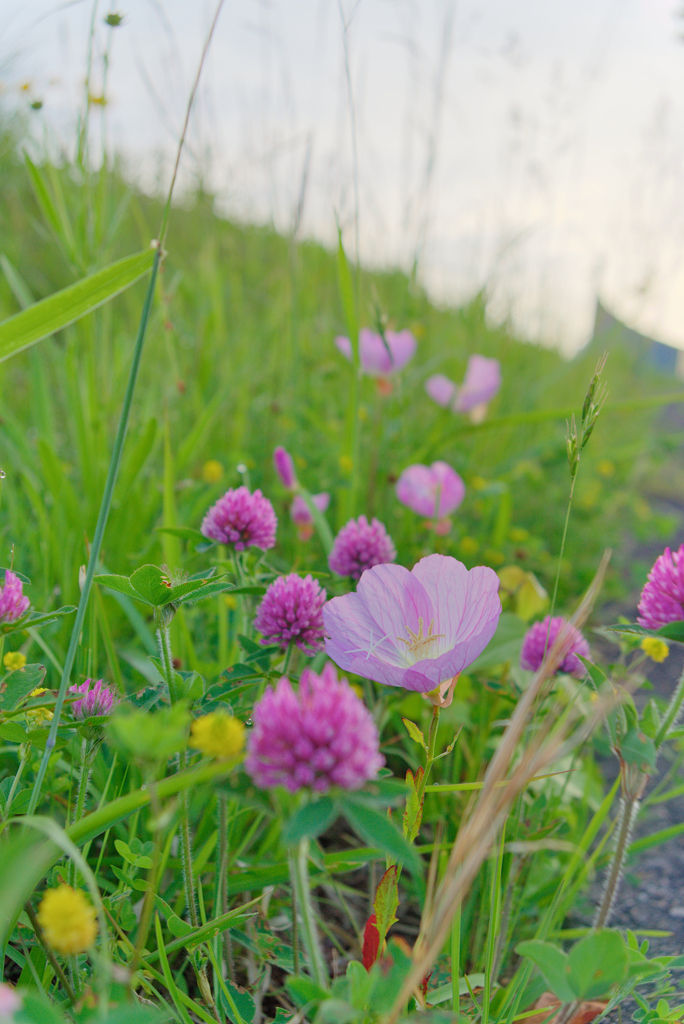 ヒルサキツキミソウ