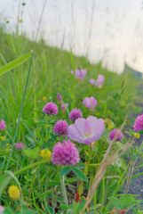 ヒルサキツキミソウ