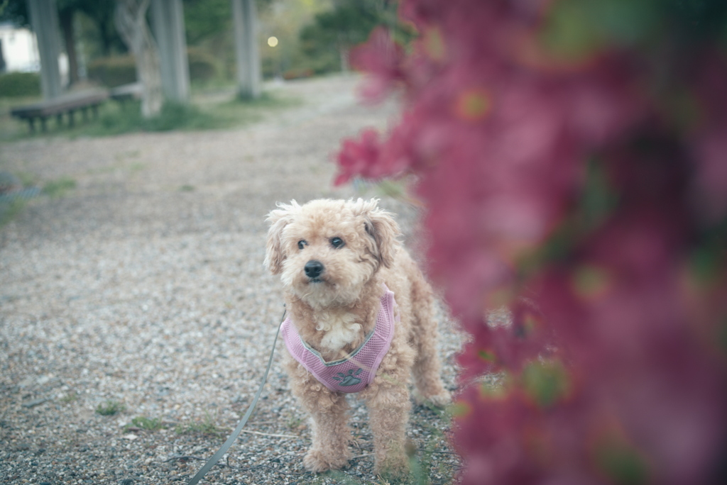 愛犬とつつじ