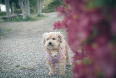愛犬とつつじ