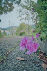 つつじ