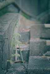 路肩の草花